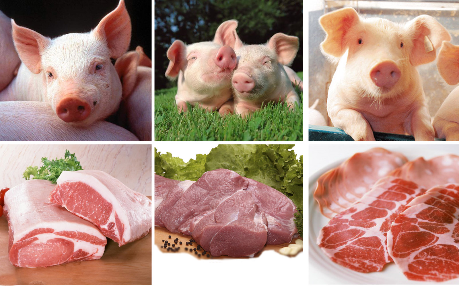 Мясо домашних свиней. Продукция из свиней. Свинья полученная продукция.